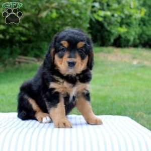 Nina, Mini Bernedoodle Puppy